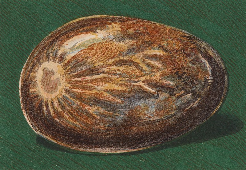 Ciottolo marino da English School