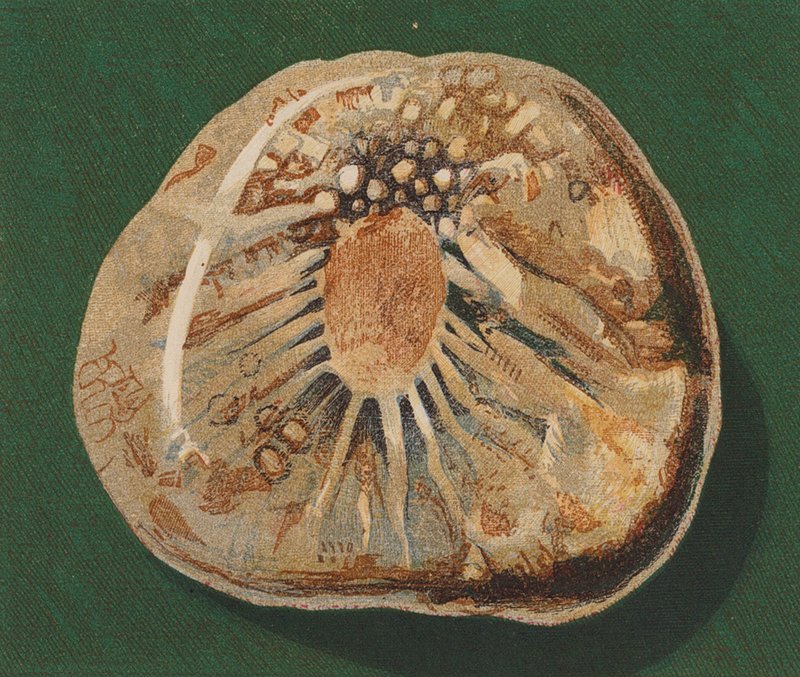 Ciottolo marino da English School