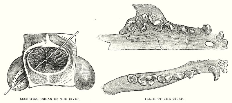 Organo secretore della civetta, denti della civetta da English School