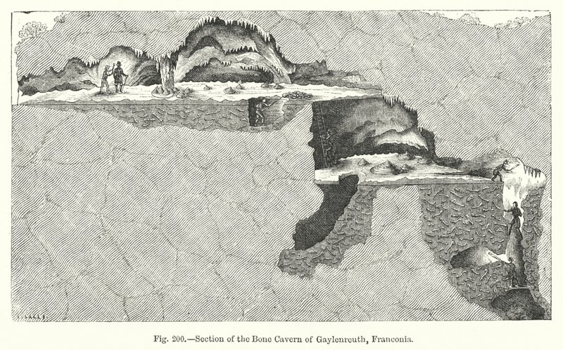 Sezione della caverna ossea di Gaylenreuth, Franconia da English School