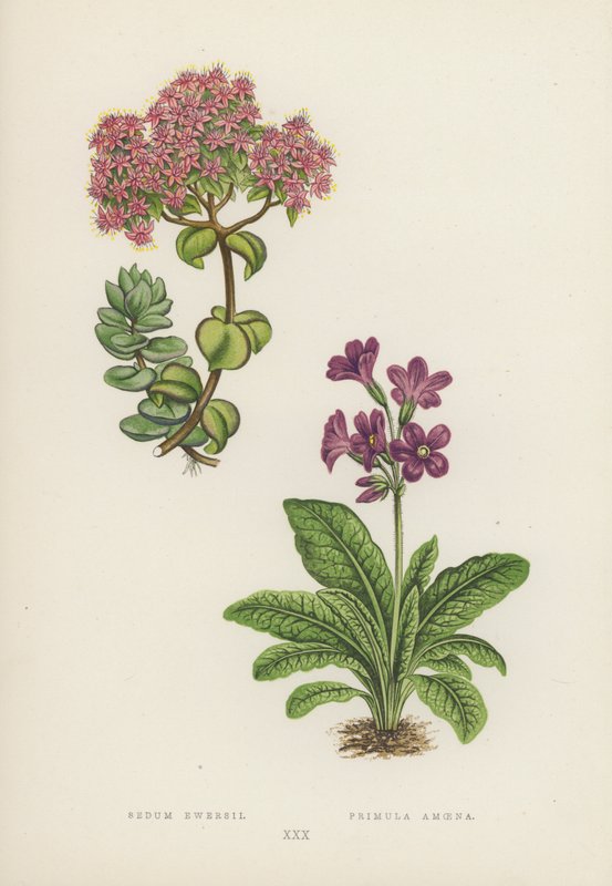 Sedum Ewersii; Primula Amoena da English School