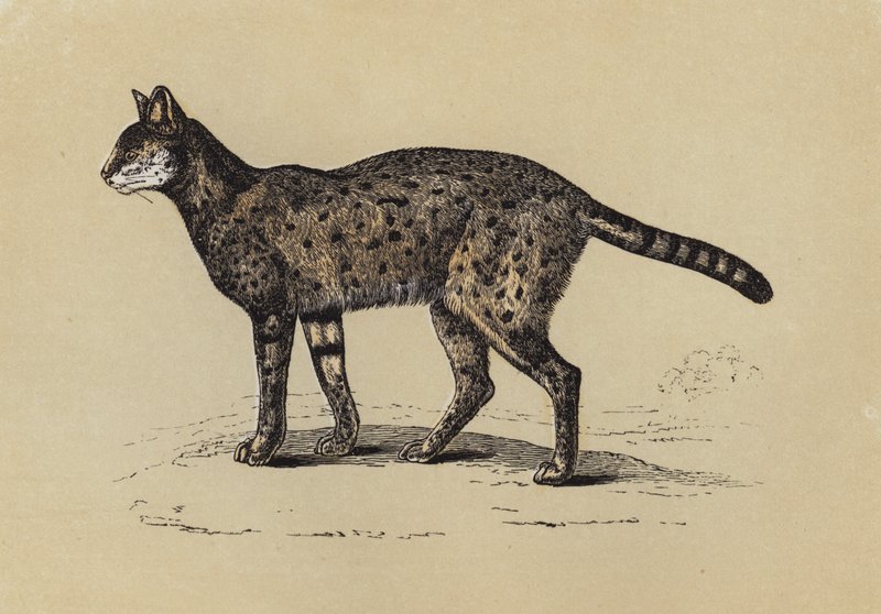 Serval (litografia a colori) da English School