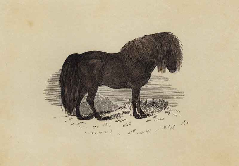 Pony delle Shetland da English School