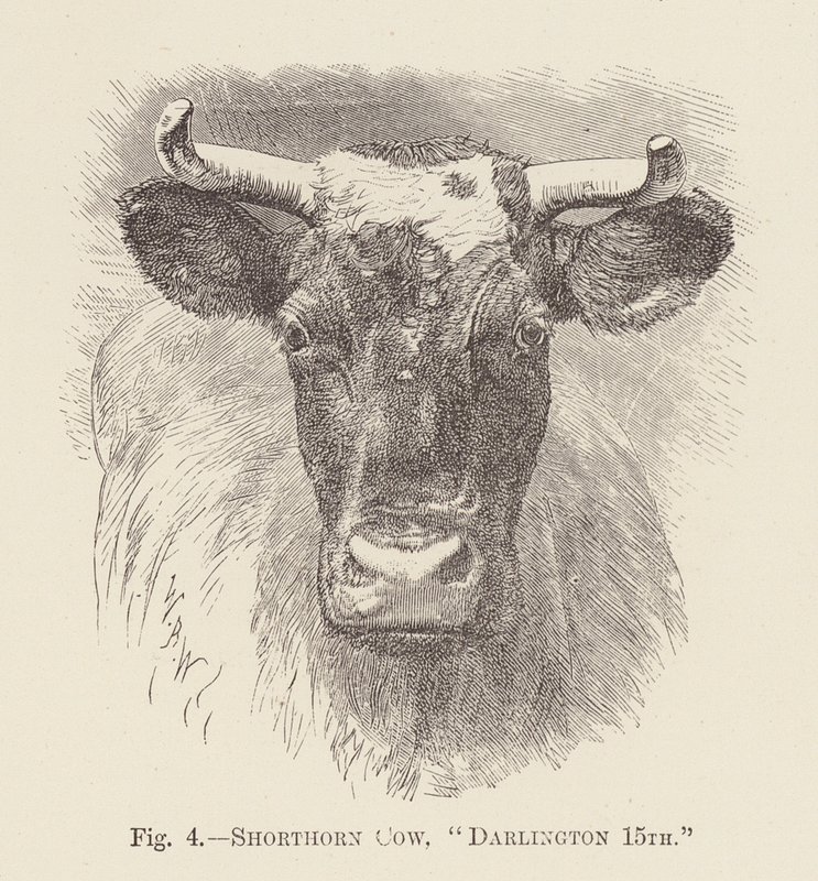Mucca Shorthorn, "Darlington 15th" da English School
