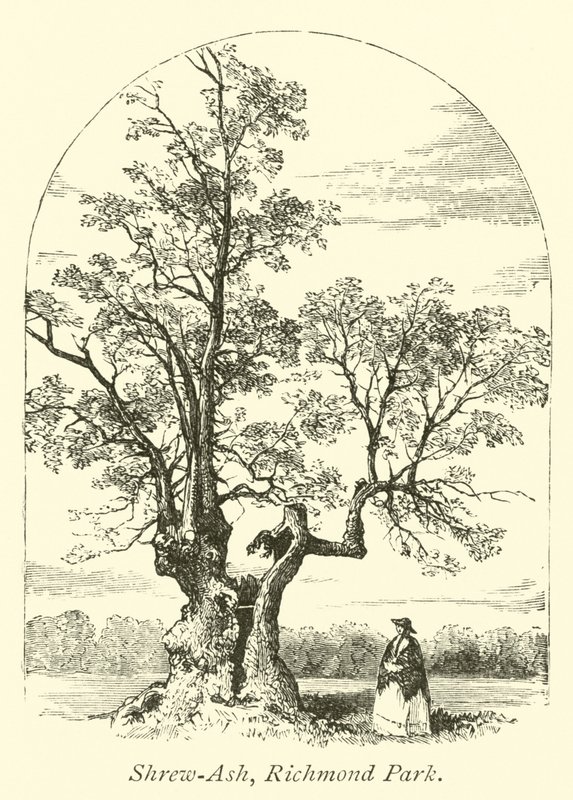 Shrew-Ash, Richmond Park da English School