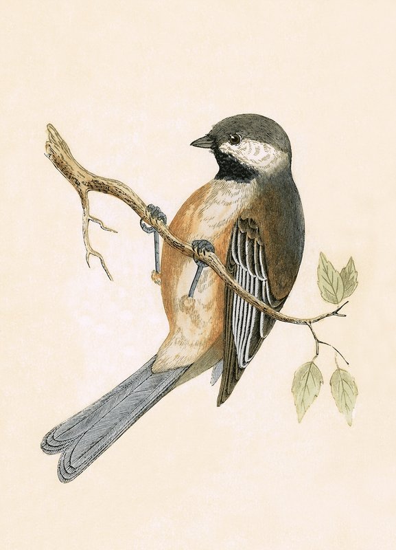 Cincia siberiana, illustrazione da 