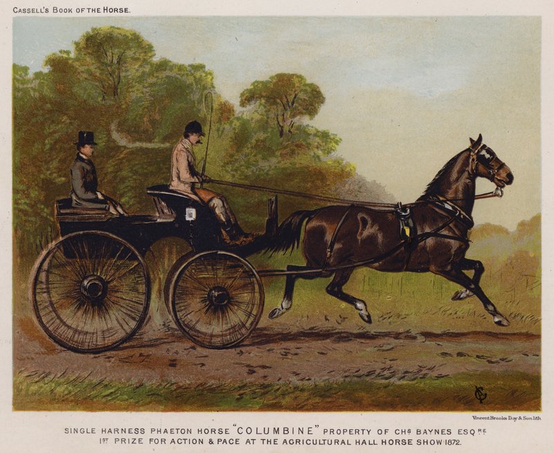 Cavallo da carrozza singola "Columbine," proprietà di Charles Baynes Esq da English School