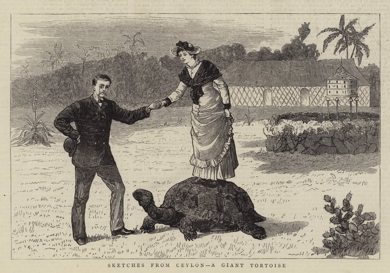 Schizzi da Ceylon, una tartaruga gigante da English School