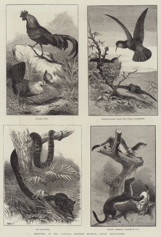Schizzi nel Museo di Storia Naturale, South Kensington (incisione) da English School