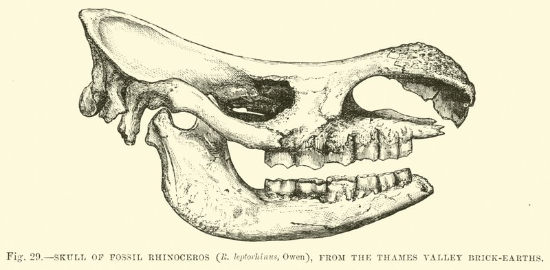 Teschio di rinoceronte fossile (R leptorhinus, Owen), dalle terre argillose della Valle del Tamigi da English School