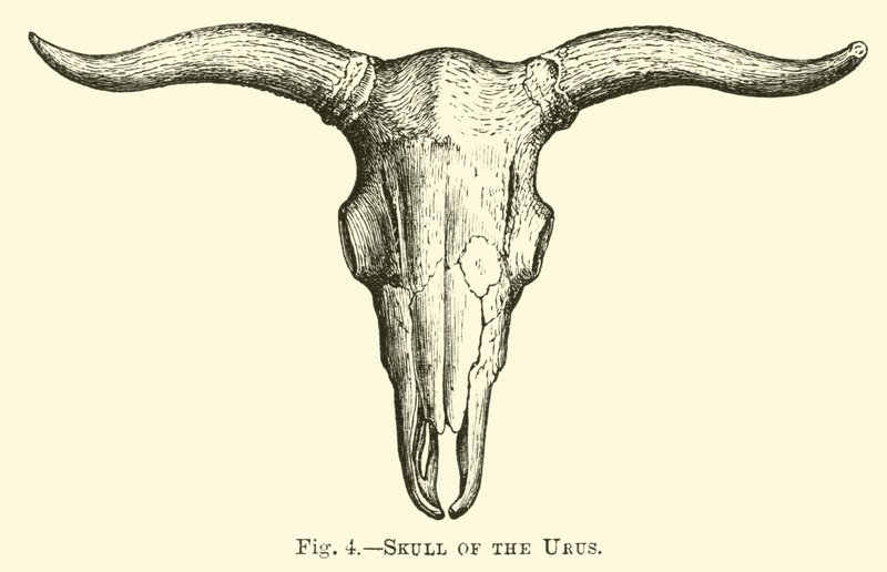 Teschio dell