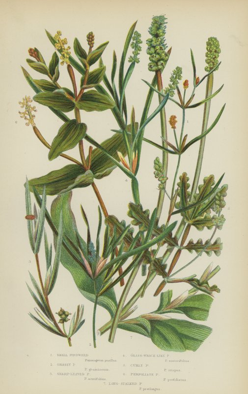 Potamogeton piccolo, potamogeton erboso, potamogeton a foglie appuntite, potamogeton simile a zostera, potamogeton riccio da English School