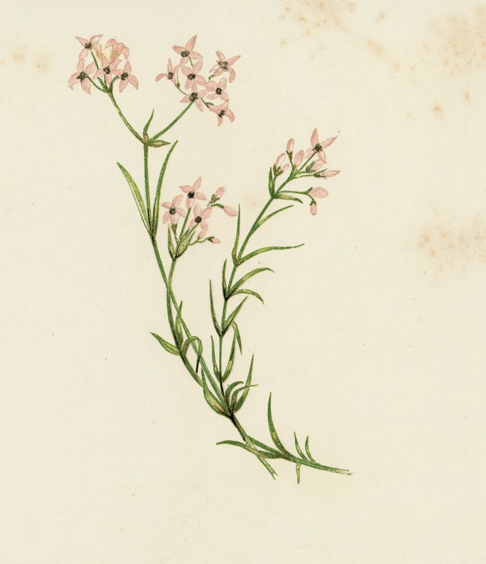 Stellina odorosa, Asperula Cynanchica da English School