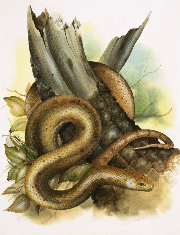 Serpente da English School