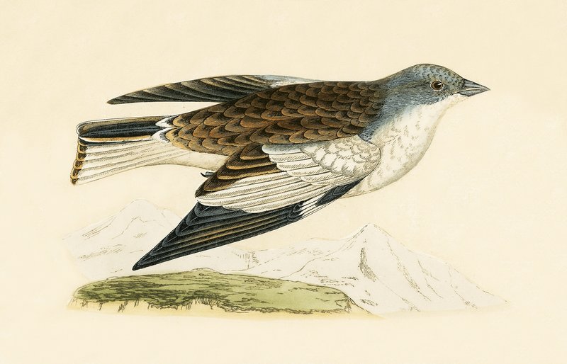 Fringuello delle nevi, illustrazione da 