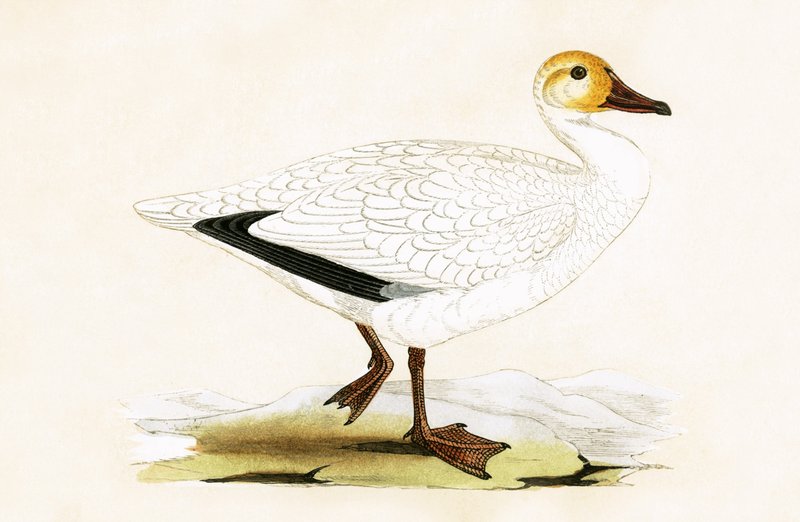 Oca delle nevi, illustrazione da 