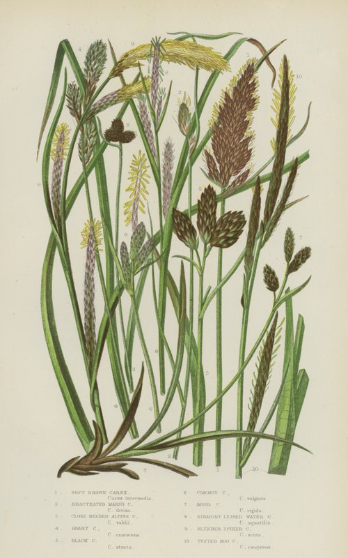 Carex marrone morbido, carex delle paludi bratteate, carex alpina a testa chiusa, carex grigia, carex nera da English School
