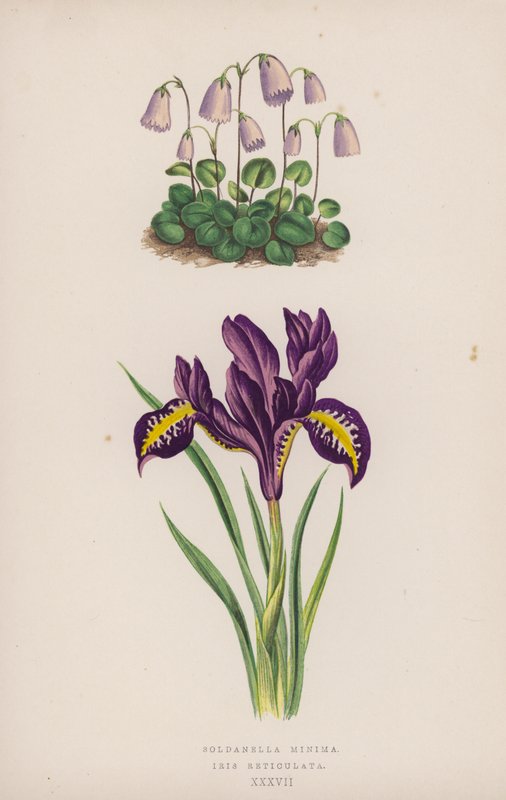 Soldanella Minima; Iris Reticulata da English School