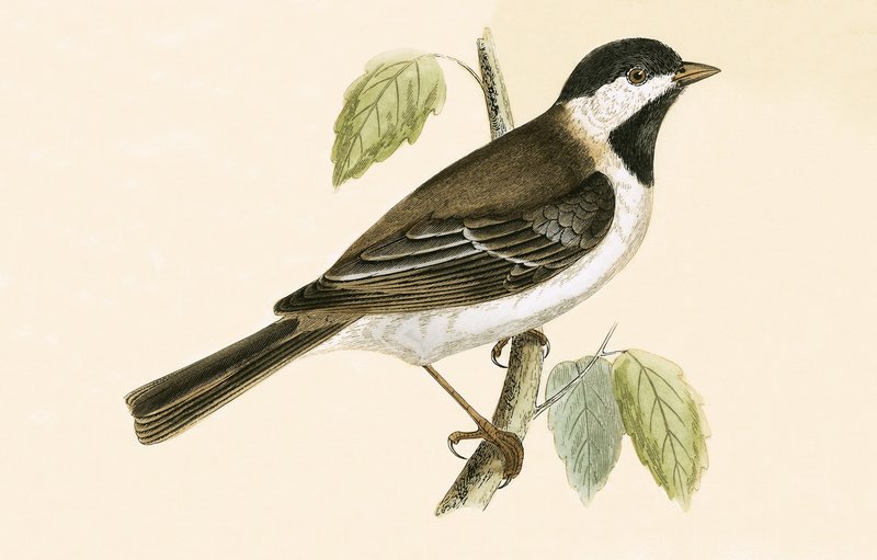 Cinciallegra scura, illustrazione da 