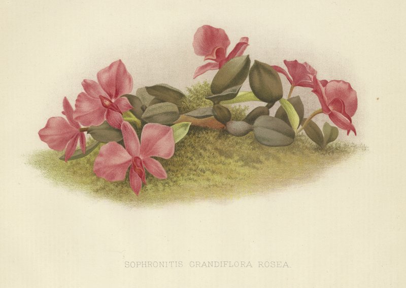 Sophronitis grandiflora rosea da English School