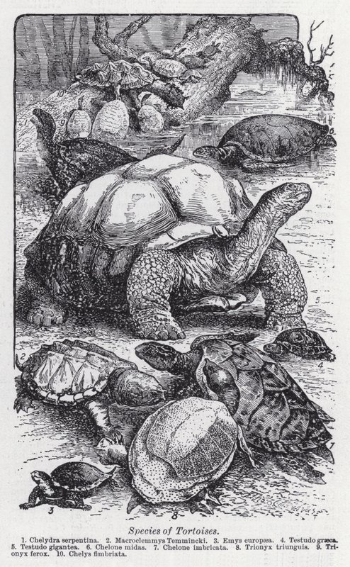 Specie di tartarughe (litografia) da English School