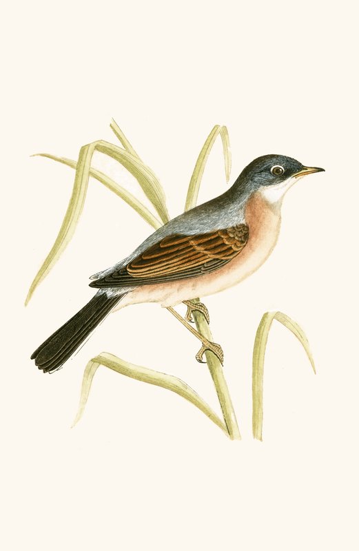 Occhialino, illustrazione da 
