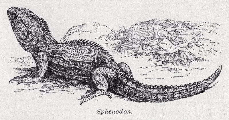 Sfenodonte da English School