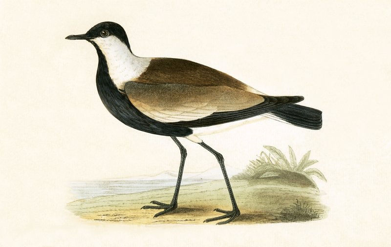 Piviere dalle ali speronate, illustrazione da 