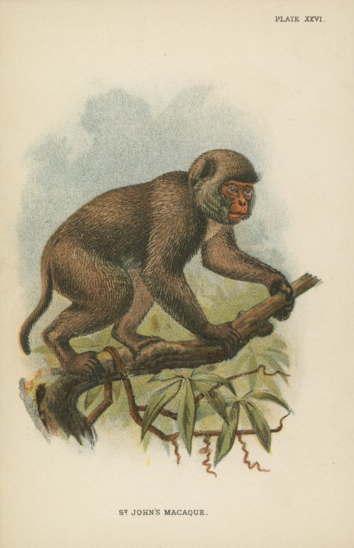 Il Macaco di San Giovanni da English School