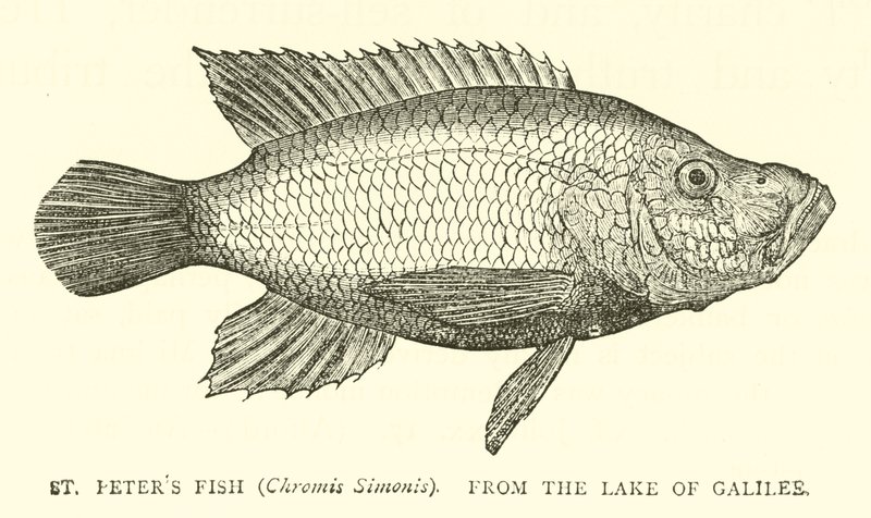 Pesce di San Pietro (Chromis Simonis), dal Lago di Galilea da English School