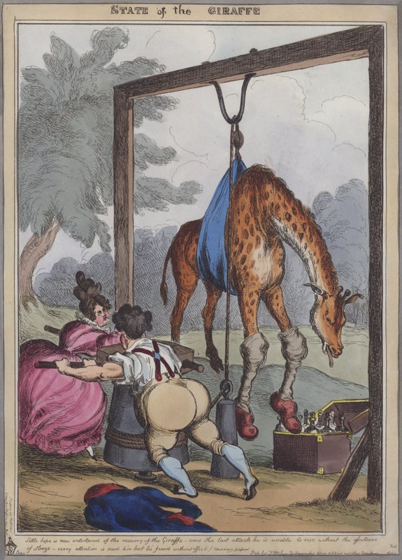 Stato della Giraffa (incisione colorata) da English School