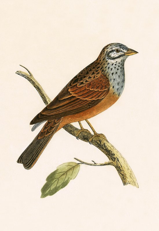 Striolated Bunting, illustrazione da 