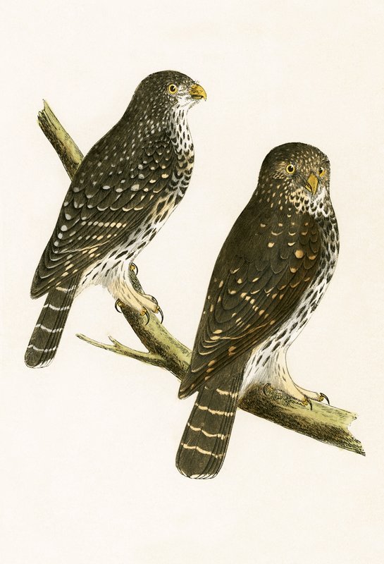 Strix Pusilla, illustrazione da 