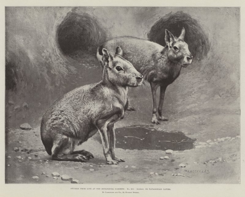 Studi dal vivo ai Giardini Zoologici, Maras, o cavie patagoniche (litografia) da English School