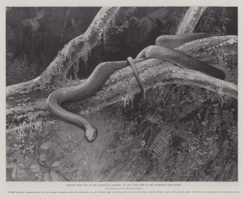 Studi dal vivo ai Giardini Zoologici, la casa del serpente arboricolo plumbeo (litografia) da English School