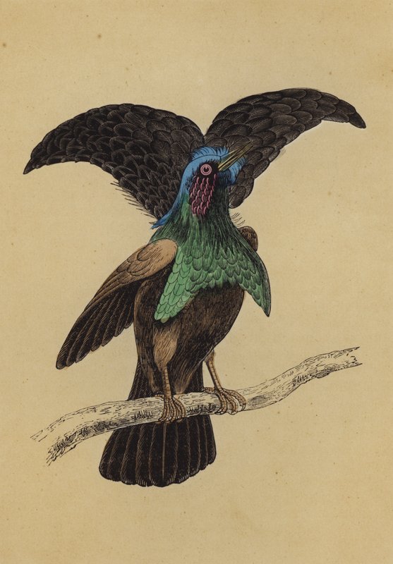 Uccello del Paradiso Superbo da English School