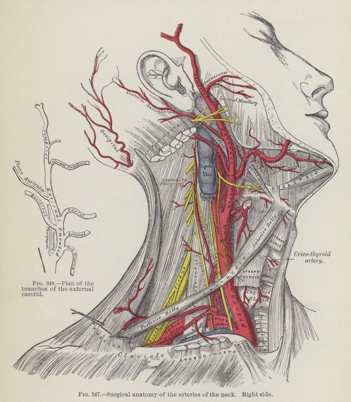 Anatomia chirurgica delle arterie del collo, lato destro da English School