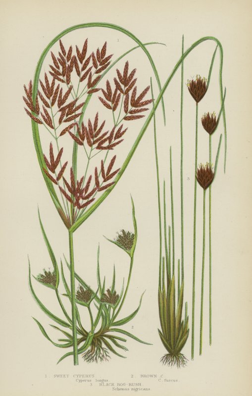 Cyperus dolce, cyperus marrone, giunco nero delle paludi da English School
