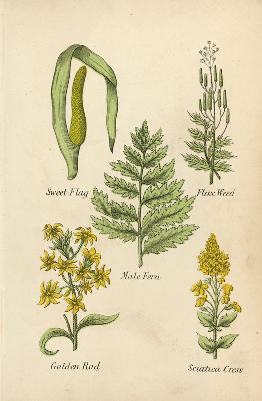 Calamo Aromatico, Erba di Flusso, Felce Maschio, Verga d