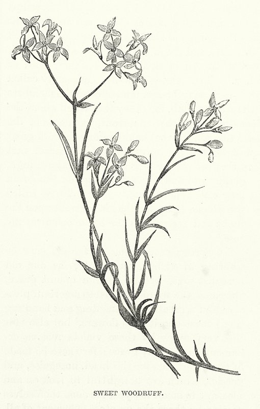 Asperula Odorosa (incisione) da English School