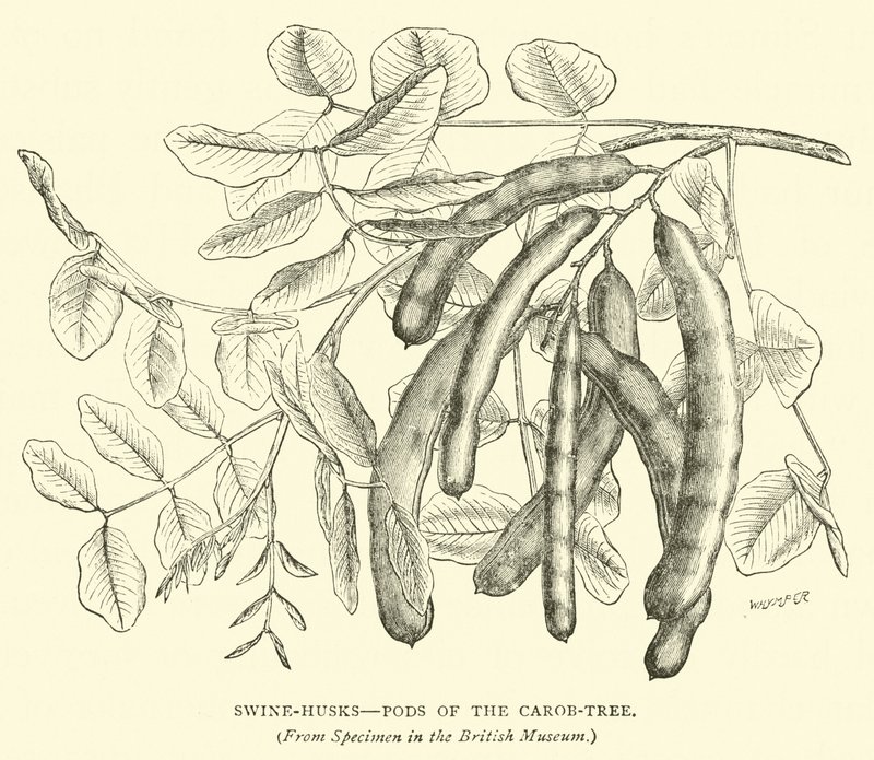 Baccelli di carrubo da English School