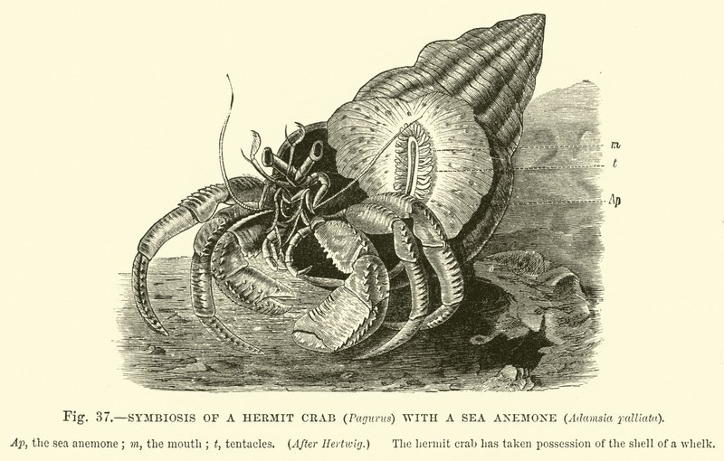 Simbiosi di un paguro (Pagurus) con un