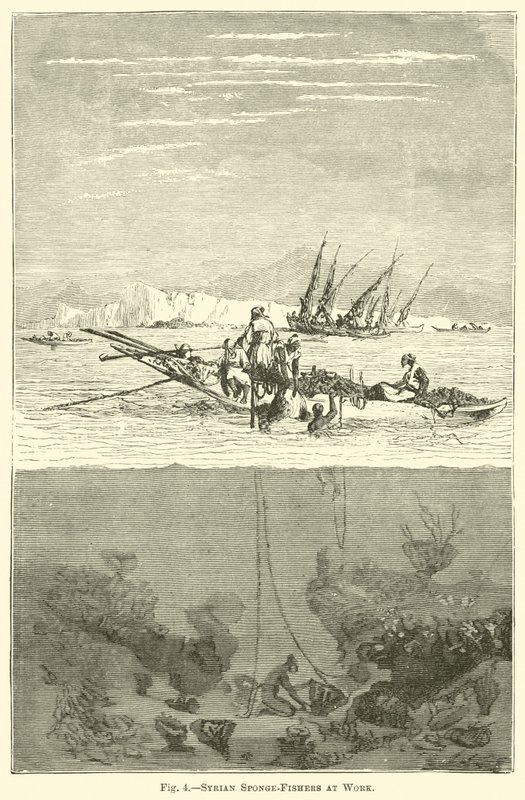Pescatori di spugne siriani al lavoro da English School