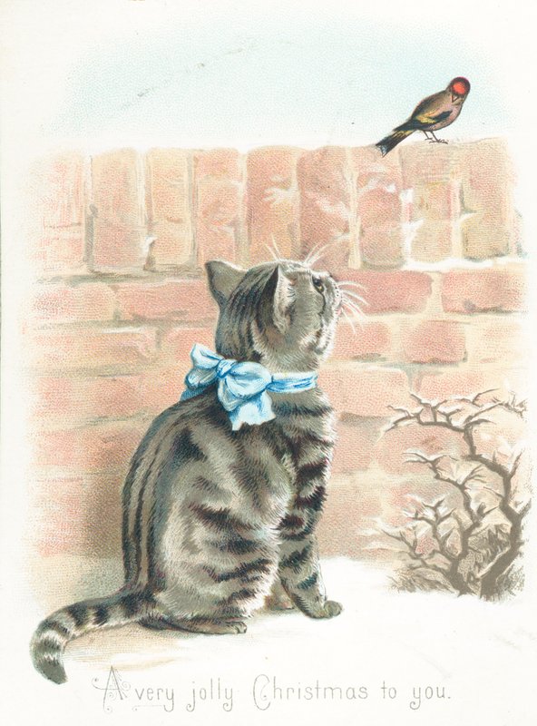 Gatto tigrato che osserva un fringuello sul muro da English School