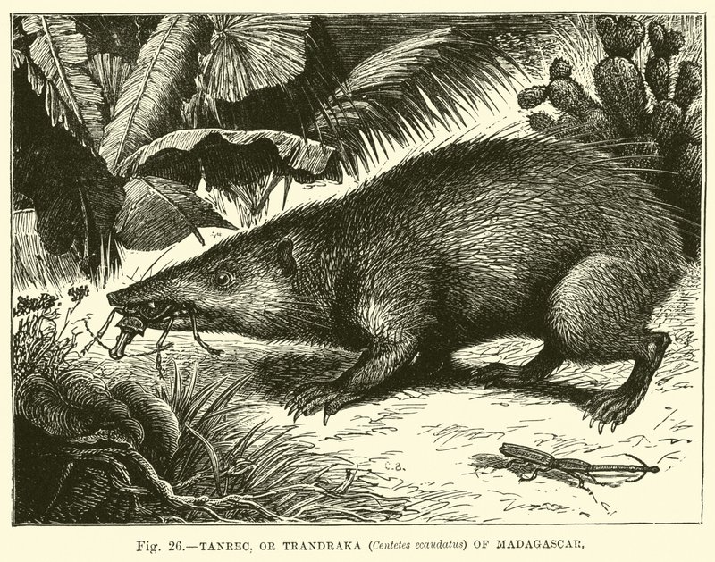 Tanrec, o Trandraka (Centetes ecaudatus) del Madagascar da English School
