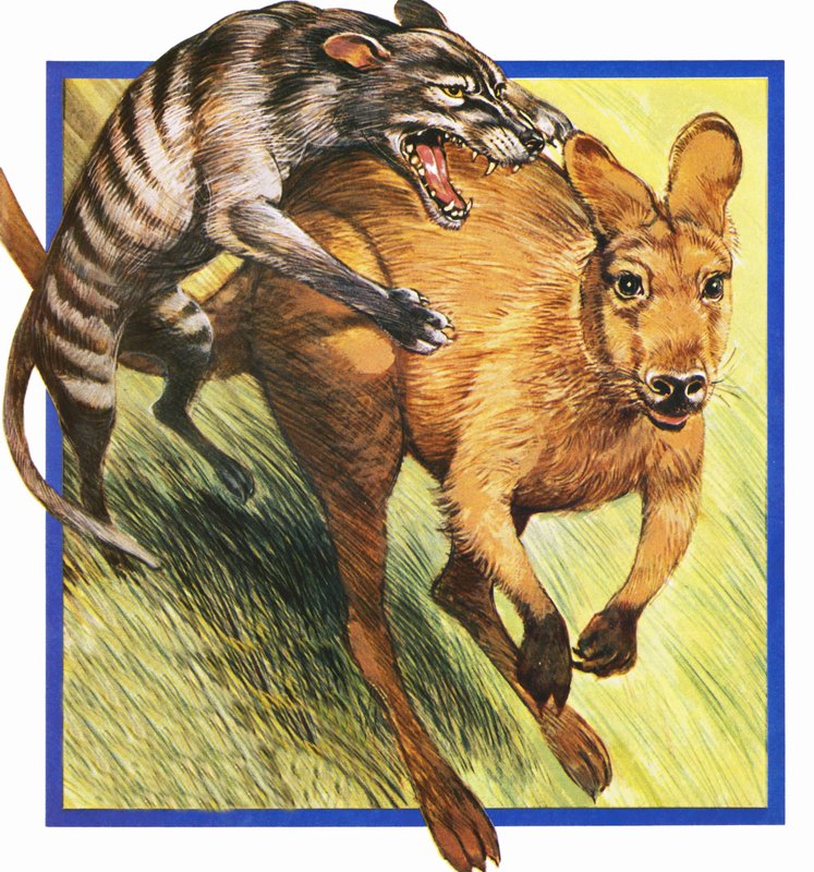 Lupo della Tasmania che attacca un canguro da English School