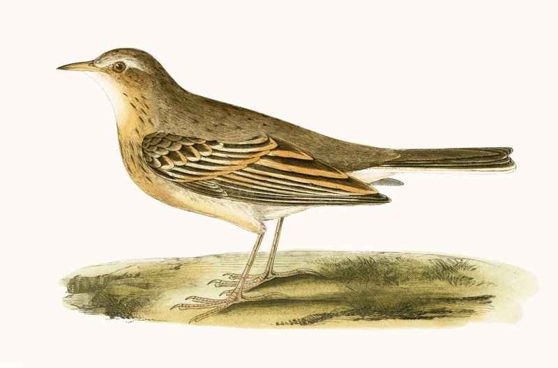Pipit fuscus, illustrazione da 