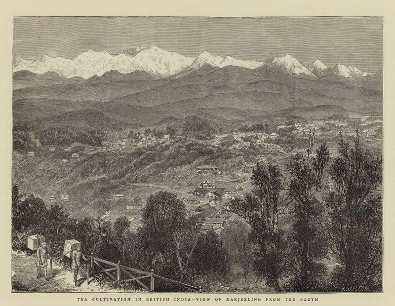 Coltivazione del Tè in India Britannica, Vista di Darjeeling dal Sud da English School