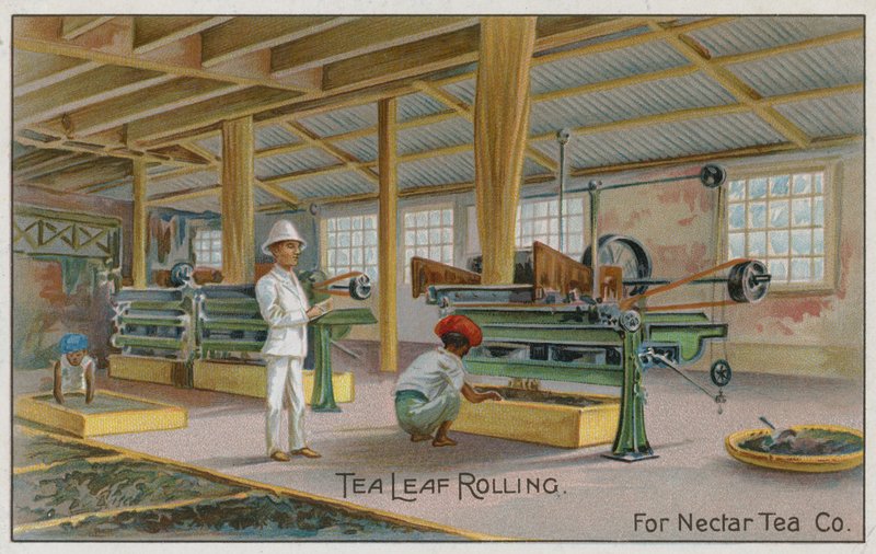 Rotolamento delle foglie di tè, per Nectar Tea Co, carta commerciale da English School