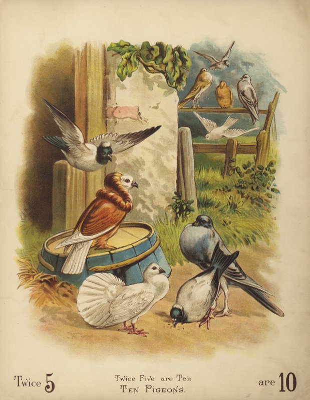 Dieci piccioni (cromolito) da English School